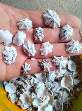 天然小贝壳 七星贝儿童手工diy夜灯贝壳画漂流瓶材料