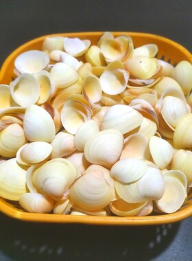 天然贝壳微景观diy材料包小贝壳