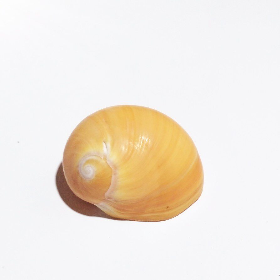 天然海螺贝壳 稀有标本橘黄色猫眼螺 寄居蟹替换备用壳