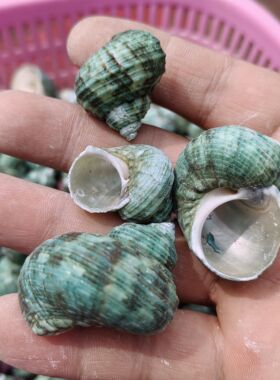天然海螺80只绿螺 寄居蟹换壳备用壳鱼缸造景三湖虎鱼孵化躲避屋