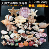 水族造景贴墙广告橱窗设计道具 饰套装 包邮 950g大海螺贝壳海星装