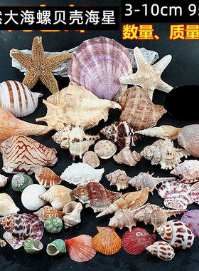 包邮950g大海螺贝壳海星装饰套装 水族造景贴墙广告橱窗设计道具