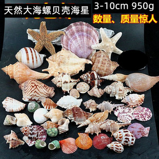 950g大海螺贝壳海星装 饰套装 水族造景贴墙广告橱窗设计道具 包邮