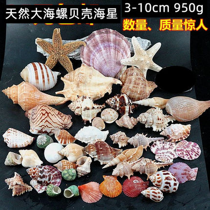 包邮950g大海螺贝壳海星装饰套装 水族造景贴墙广告橱窗设计道具