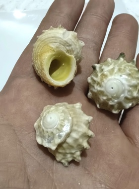 天然海螺贝壳 七星陀螺精品寄居蟹替换备用壳鼻屎丁豆丁专用