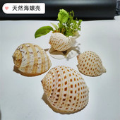 天然海螺贝壳 花点螺 鱼缸水草种植螺躲避孵化屋简约桌面水培花盆