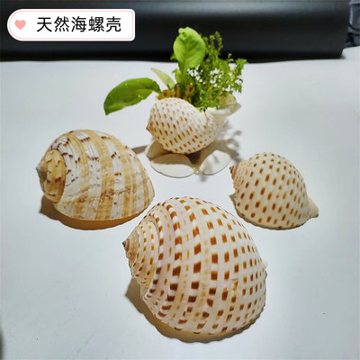 蓝海精灵天然大海螺壳