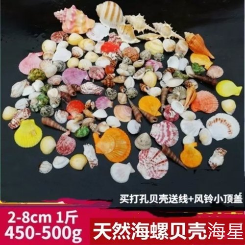 天然海螺贝壳可打孔寄居蟹壳