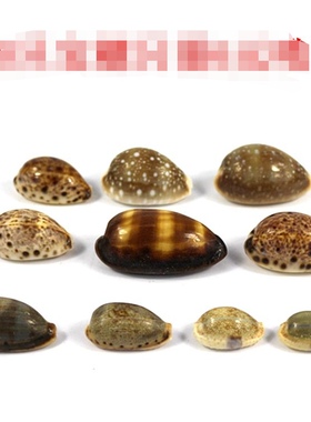 标本收藏螺宝螺套餐 海螺贝壳儿童手工diy风铃手链材料包