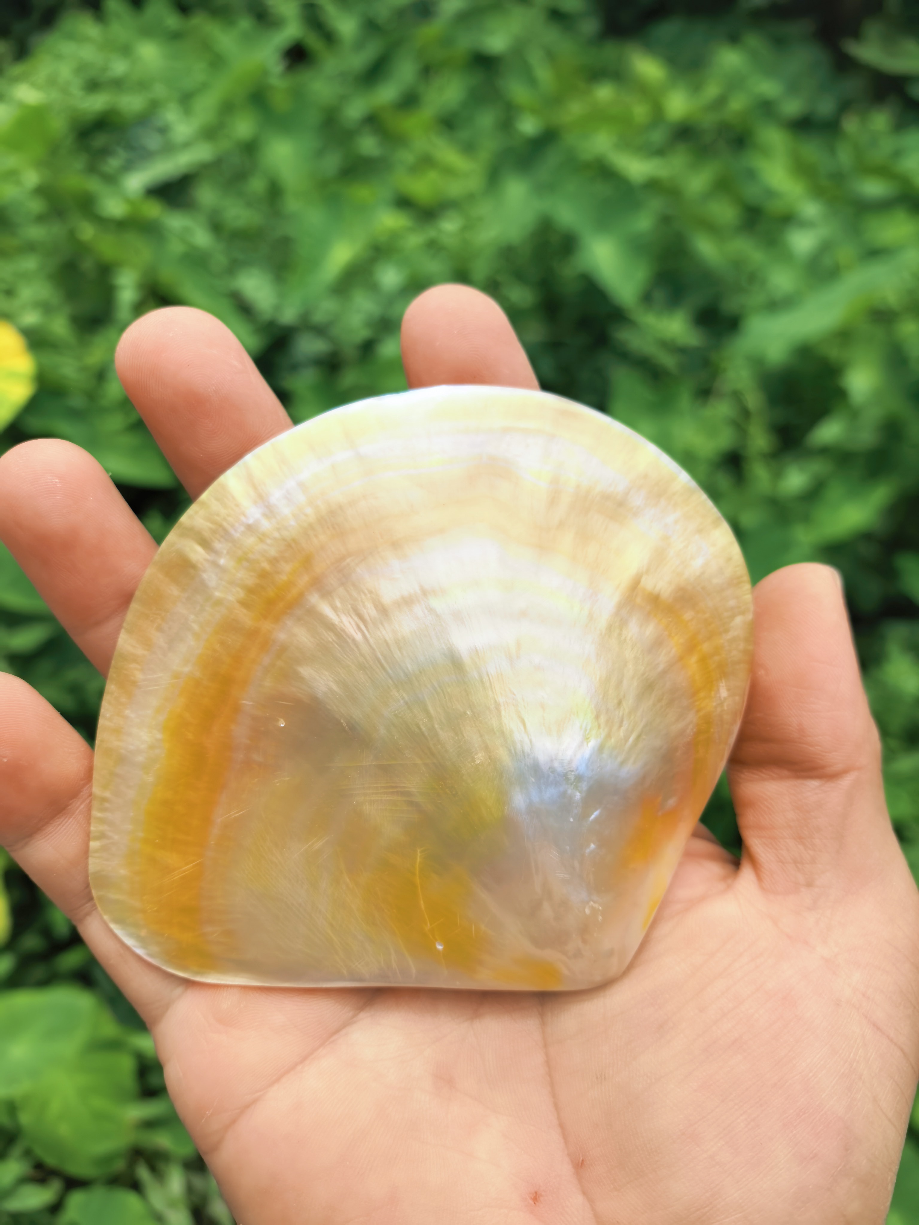 天然贝壳黄碟贝 酱碟抛光贝壳首饰品拍照道具造景螺钿漆器镶