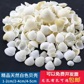 打孔 天然白色贝壳1 5cm 手工diy相框风铃儿童幼儿园手工课材料包