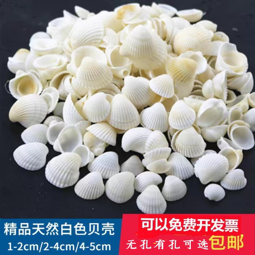 2-5cm白色贝壳天然贝壳打孔手工