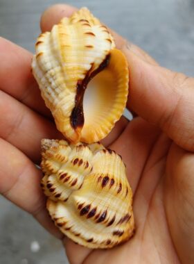 天然海螺贝壳核桃螺寄居蟹替换壳鱼缸造景装饰摆件收藏标本儿童礼