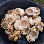 寄居蟹替换壳 天然海螺 1斤银口大绿螺嵘螺 三湖卷贝孵化躲避造景