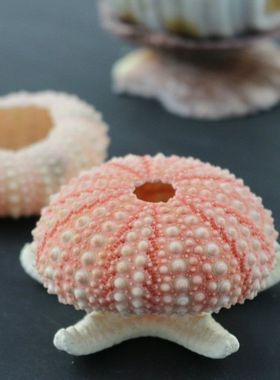 天然粉色海胆壳 迷你小海胆夜灯材料 创意地台橱窗装饰海螺贝壳