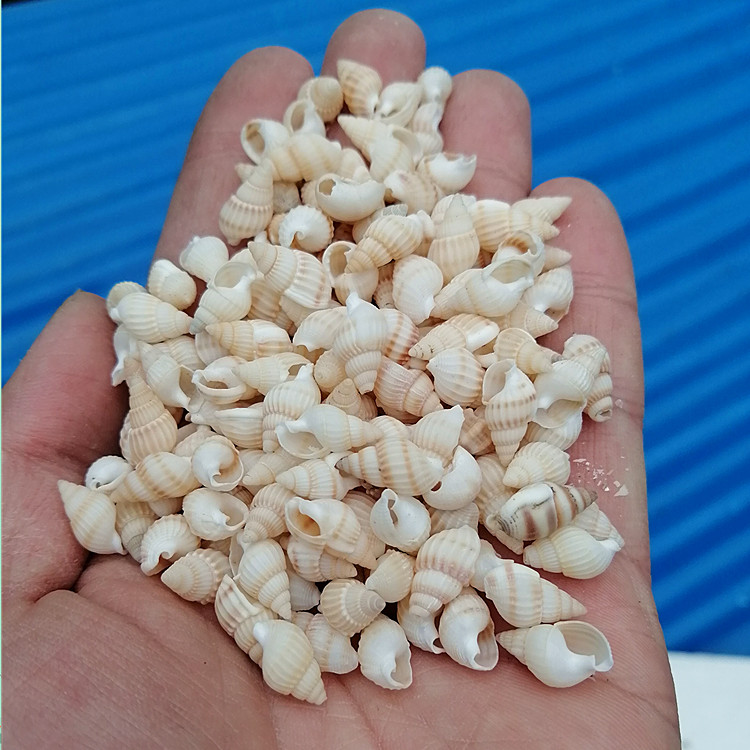 300只 1-2cm小海螺小米螺 贝壳画手工diy材料