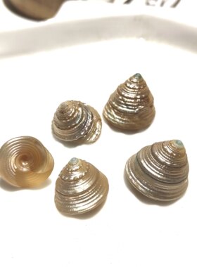 天然海螺 1斤去皮塔螺荧光螺 手工diy相框夜灯画材料鱼缸水族造景
