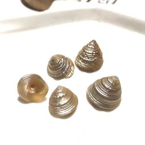 天然海螺 1斤去皮塔螺荧光螺 手工diy相框夜灯画材料鱼缸水族造景