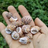 天然海螺 1斤花斑螺寄居蟹替换备用壳专用鱼缸造景