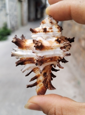 天然海螺 千手玫瑰黑骨螺 寄居蟹替换备用壳鱼缸造景橱窗地台装饰