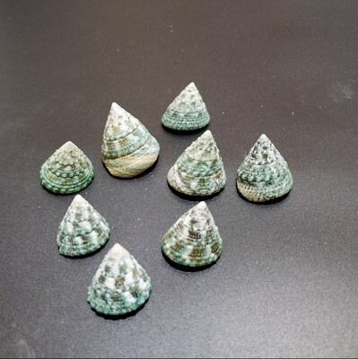 天然海螺鱼缸造景装饰品手工diy