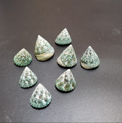 天然海螺鱼缸造景装饰品手工diy