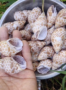 天然海螺 1斤花斑螺 寄居蟹替换备用壳专用