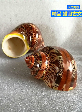 天然海螺 古文猫眼螺 寄居蟹替换备用壳手工diy去皮 三湖卷贝躲避