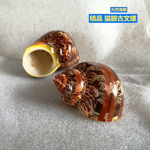 天然海螺古文螺寄居蟹替换