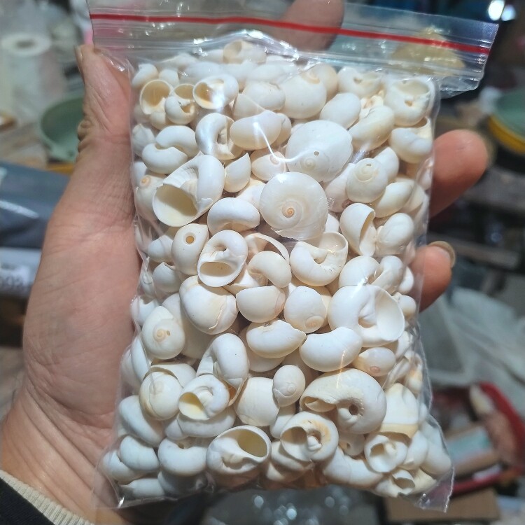 天然小海螺 猫眼螺半斤 鼻屎丁迷你寄居蟹替换壳手工diy材料包