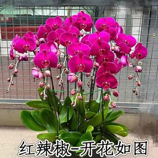 蝴蝶兰花苗盆栽清新大苗带花剑室内好养易活花卉高档卧室家居绿植