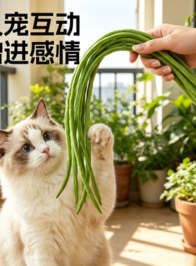 豆橛子鞭子逗猫棒猫咪耐咬解闷