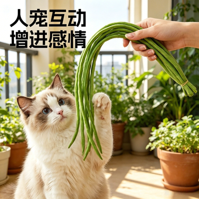 豆橛子鞭子逗猫棒猫咪耐咬解闷
