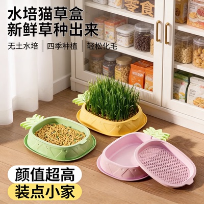 无土水培化毛猫草盆买1盒永久用