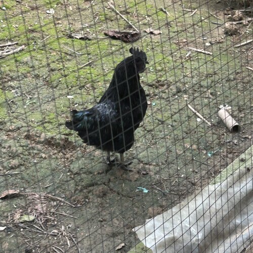 大锤自养 贵州正宗散养土乌骨鸡（限量150只-只养出这个量）