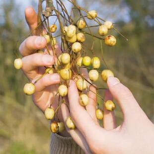 苦楝子2025新鲜采摘老楝树果 中药材生苦练枣子楝实子苦心子