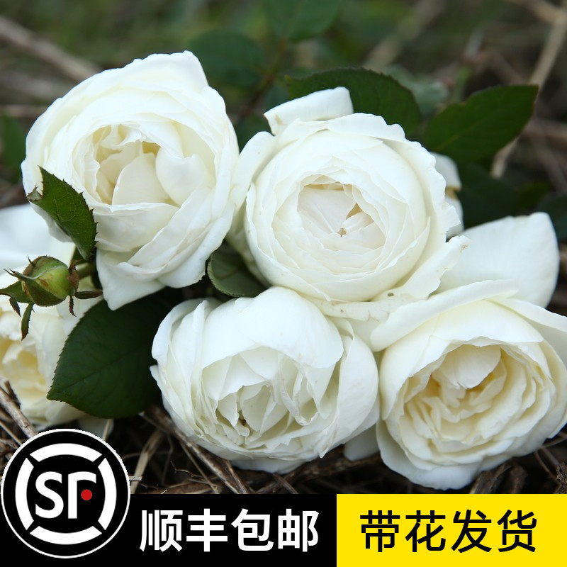 天鹅古董玫瑰新品月季花苗大苗切花盆栽四季灌木庭院阳台花卉植物