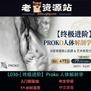 L036-[终极进阶】Proko人体解剖学