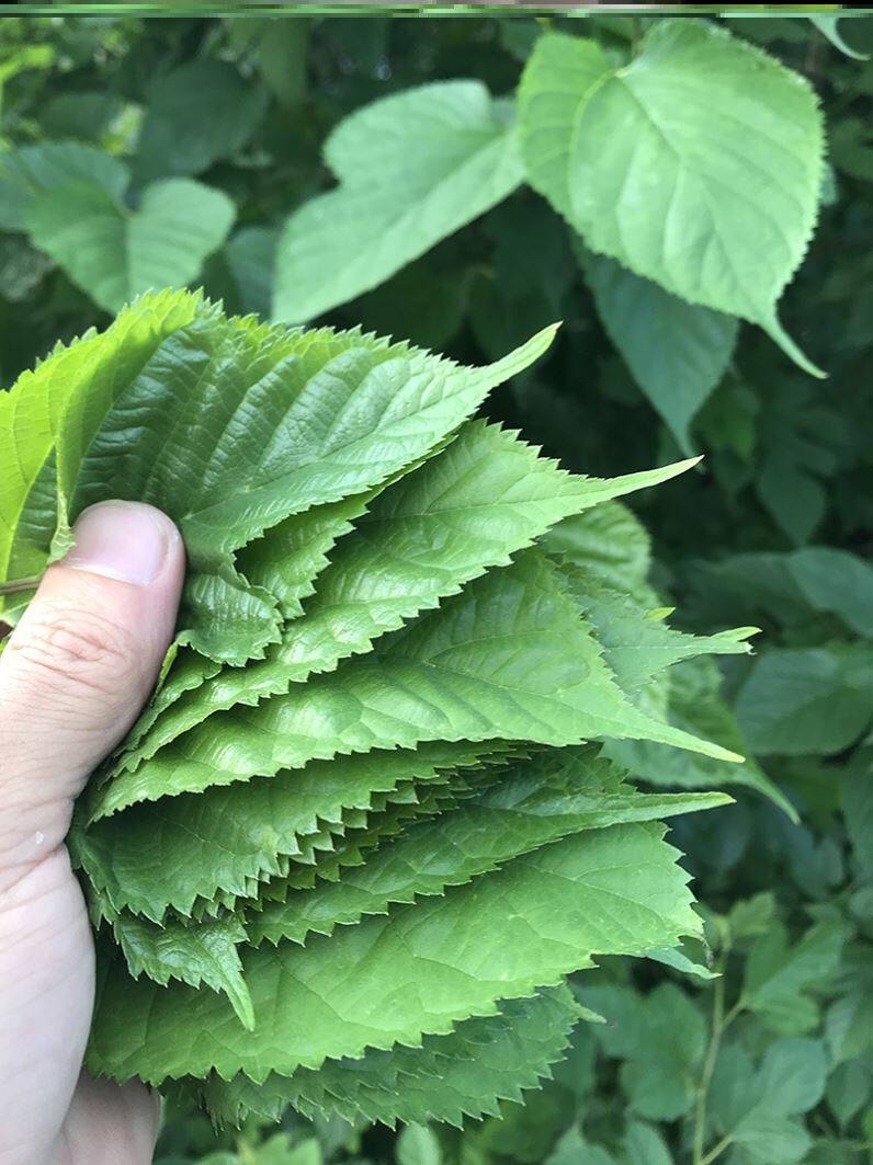 蚕宝宝吃的桑叶新鲜嫩桑叶桑叶喂蚕新鲜蚕叶桑叶树苗学生养蚕桑叶