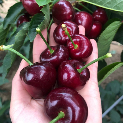 大连美早大樱桃顺丰鲜采1J-6J