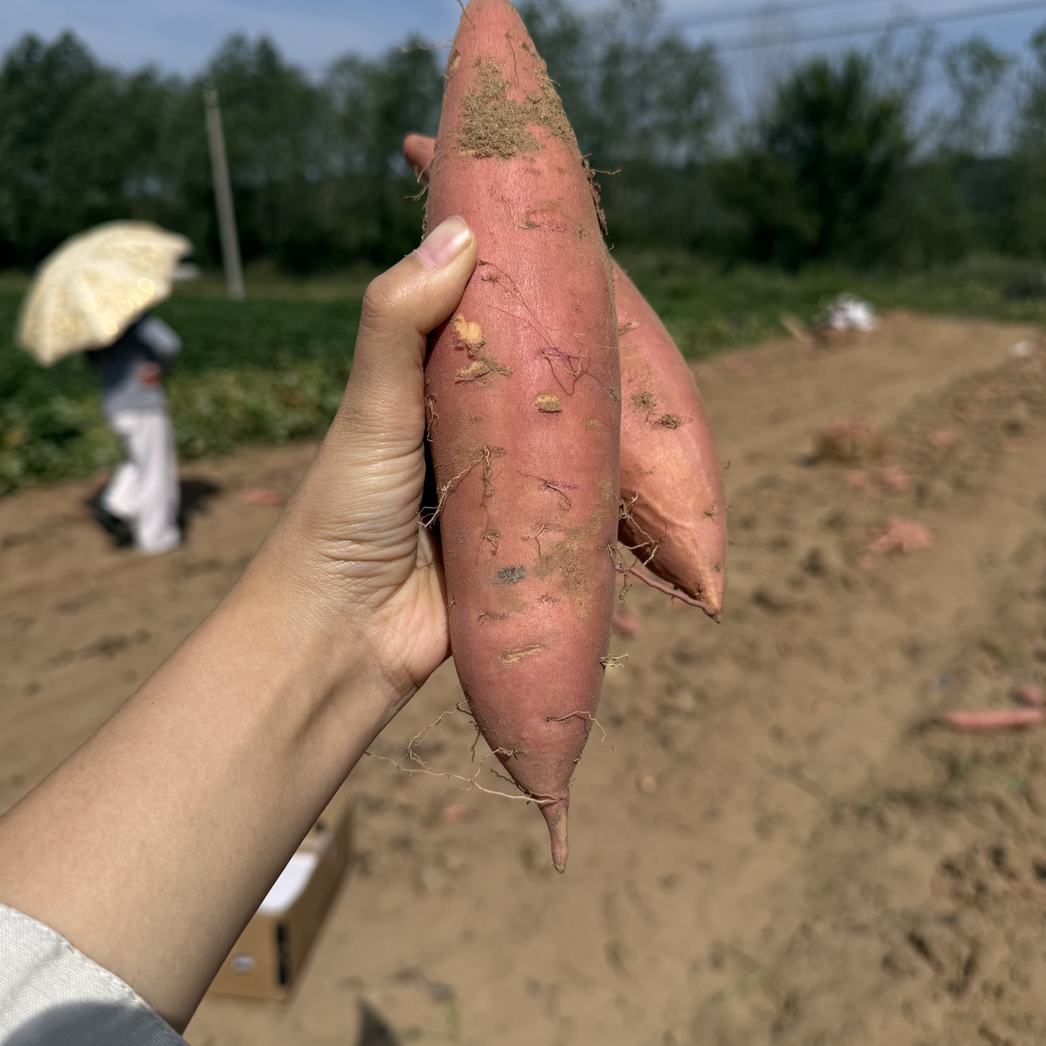 新鲜烟薯哈蜜大连沙土番薯板栗薯现挖农家自种地瓜申通快递
