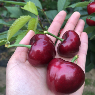 果王老田家大连美早樱桃1.8 36mm 4.8斤新鲜水果单果15克以上5J32