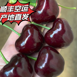 巨无霸7J 产地直发车厘子顺丰空运美早樱桃 9J以上大连老田家当季