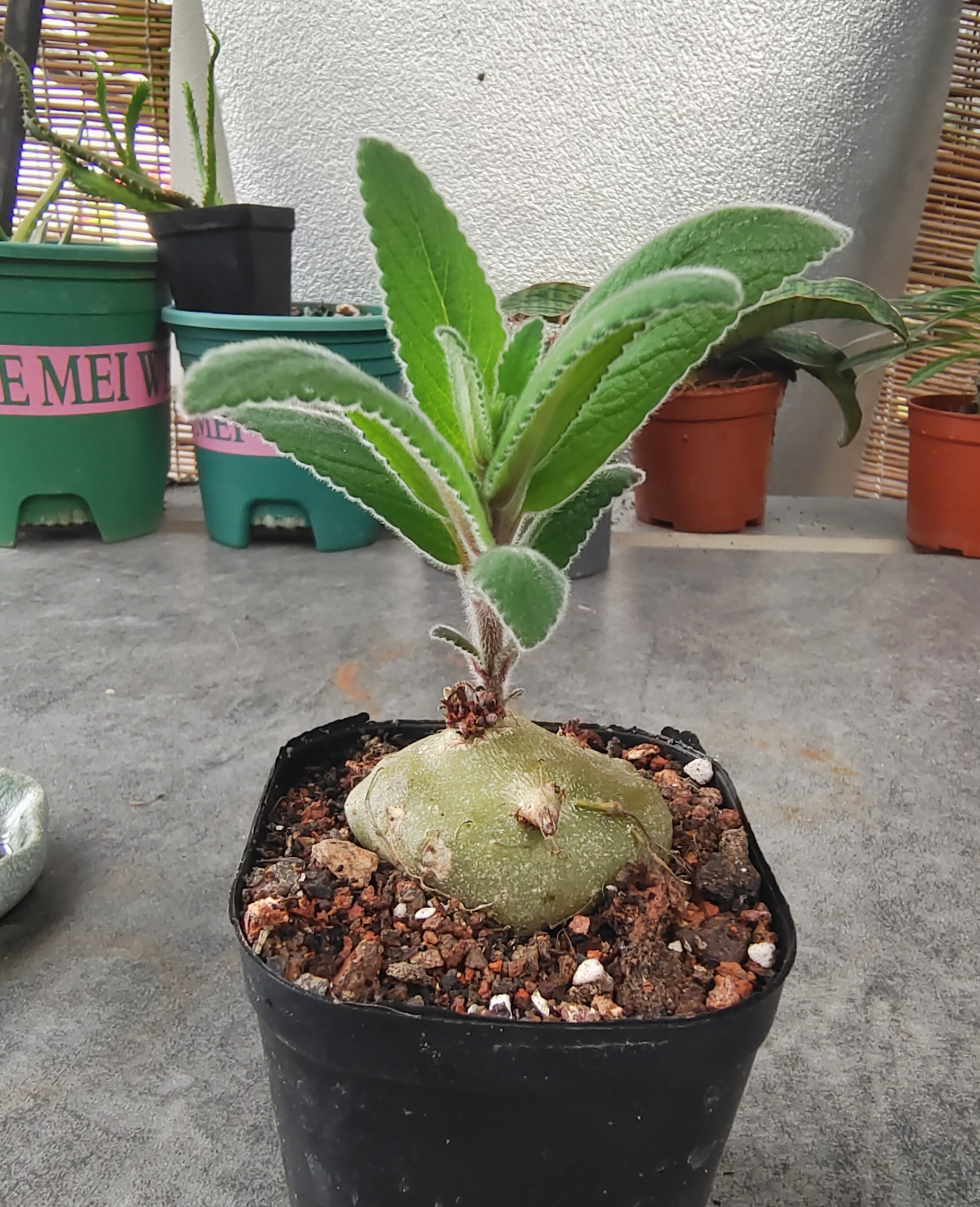 白花断崖女王块根植物盆栽 白香岩桌面绿植Sinningia leucotricha