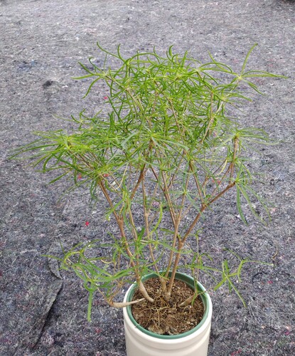柳叶麒麟块根植物 大戟科群生多肉植物老桩盆栽 室内造景绿植花卉
