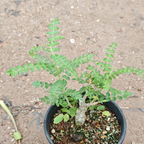 尼嘞达乳香块根植物橄榄科老桩造景盆栽办公室绿植小花卉耐旱好养