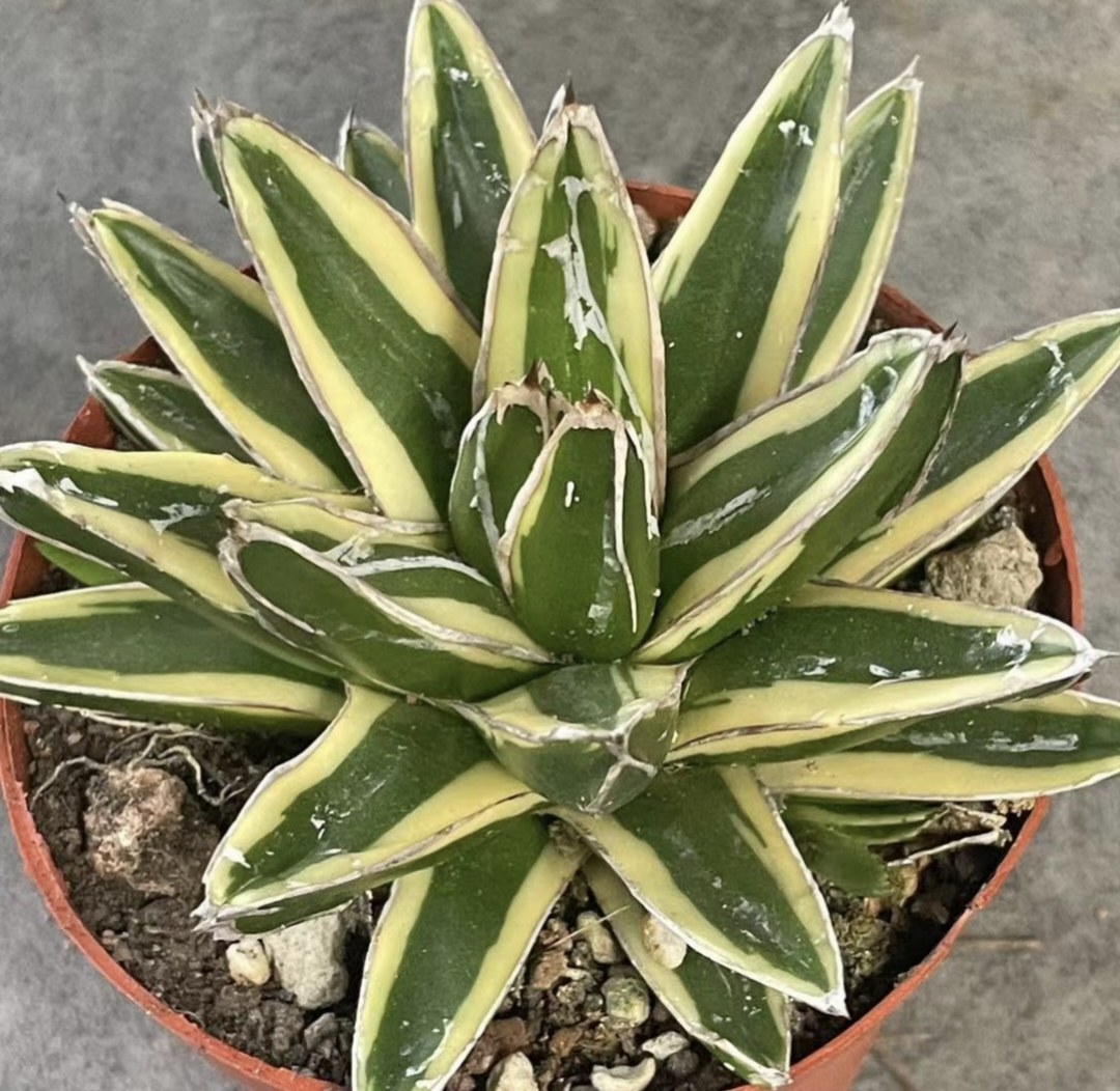 辉山龙舌兰 自然锦多肉植物庭院绿植盆栽花卉沙生植物耐干旱盆栽