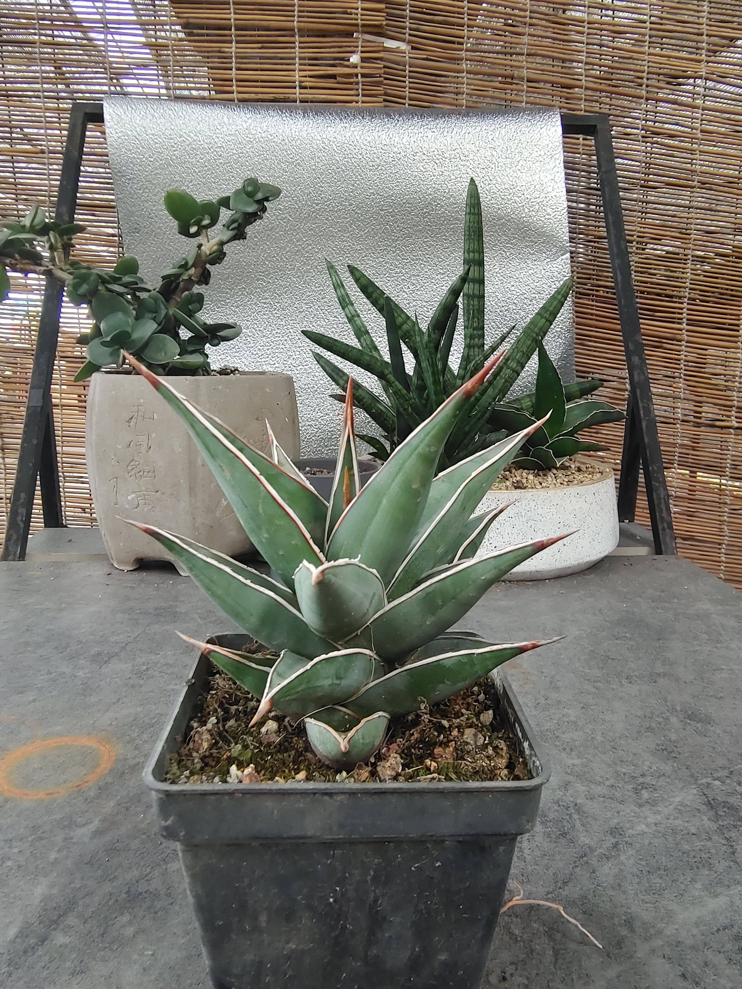 步行者虎皮兰 冷门稀缺多肉植物小盆栽 珍藏品龙舌兰科硬叶大花卉