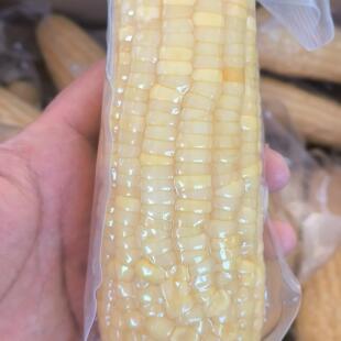 农科院336甜糯玉米软糯香甜非转基因新日期即食甜玉米棒