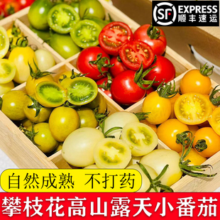 顺丰攀枝花多色小番茄千禧圣女果樱桃超甜正宗彩色新鲜绿色青甜